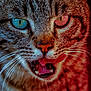 animal, cat, close_up, colorful, detail, eye, face, fur, heterochromia, macro, mammal, mouth, nose, pet, portrait, tabby, tongue, vibrant, whiskers, wildlife