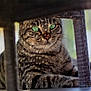 Jinx is registered to the contest to win money with this photo: animal, cat, close_up, domestic_cat, feline, fur, green_eyes, indoor, natural_light, paw, pet, portrait, relaxed, resting, shadow, sitting, striped, tabby_cat, whiskers, woven_chair