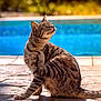 Jinx is registered to the contest to win money with this photo: animal, backyard, cat, daytime, feline, fur, nature, outdoor, pet, pool, relaxed, scratching, sitting, stone_floor, striped, sunlight, sunny, tabby_cat, tail, whiskers