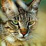 animal, blurred_background, close_up, ears, feline, fur, green_eyes, intense_gaze, mammal, nature, nose, outdoor, photography, portrait, predator, sharp_focus, texture, whiskers, wild_cat, wildlife