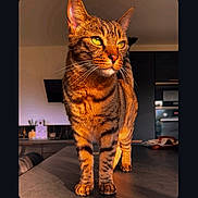 Tigrou  participe au concours pour gagner de l'argent avec cette photo : abyssinian, animal, architecture, building, cat, computerhardware, couch, electronics, furniture, hardware, hardwood, indoors, livingroom, manx, monitor, pet, room, screen, tv, wood