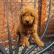 Buddy is registered to the contest to win money with this photo: animal, black_chair, brown, chair, curly_fur, cute, dog, fence, fur, looking, outdoor, pet, pet_portrait, portrait, puppy, sitting, small_dog, wooden_fence, woven_chair, young_dog