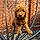 Buddy