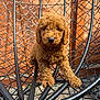 animal, black_chair, brown, chair, curly_fur, cute, dog, fence, fur, looking, outdoor, pet, pet_portrait, portrait, puppy, sitting, small_dog, wooden_fence, woven_chair, young_dog
