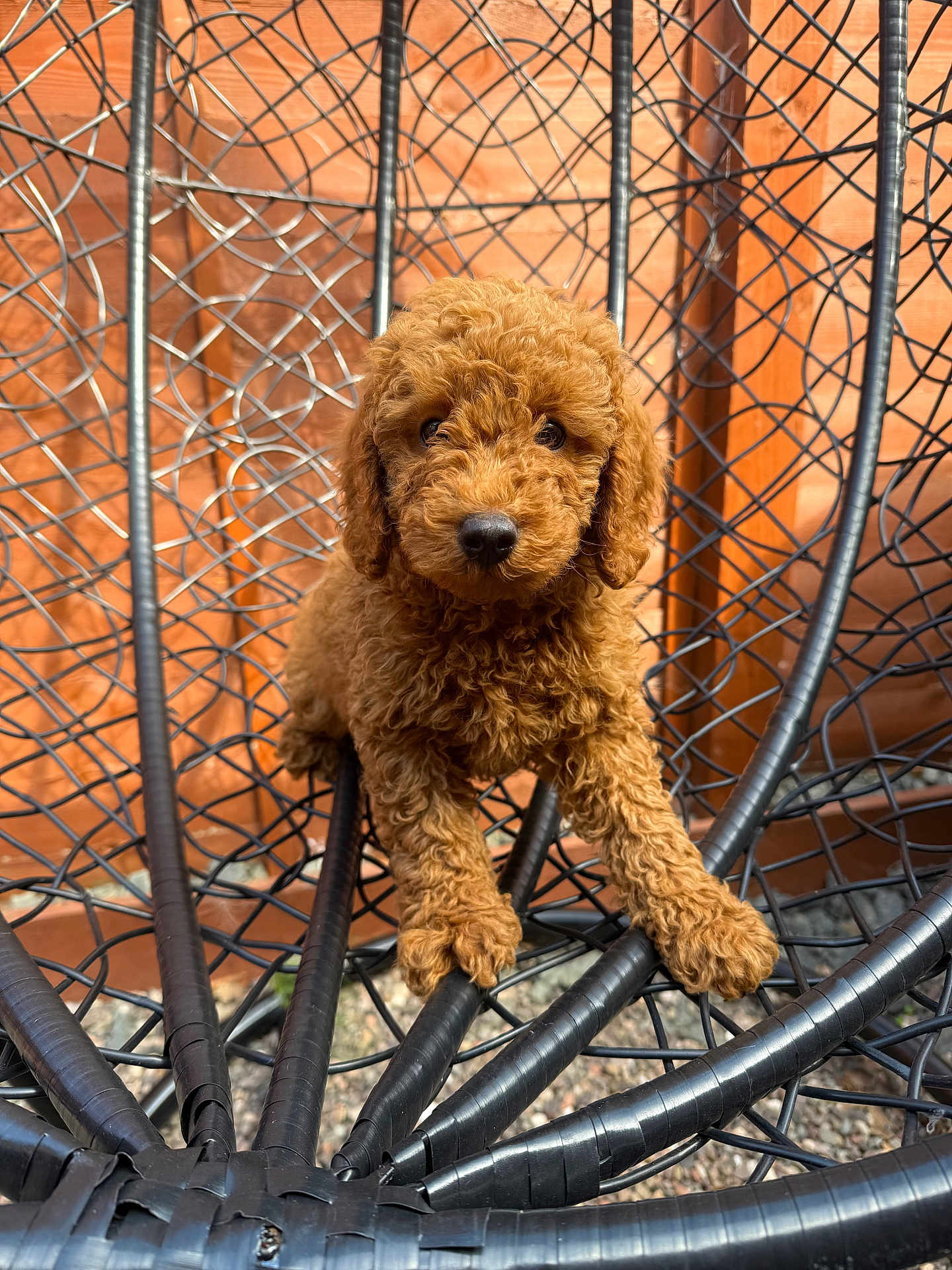 Buddy