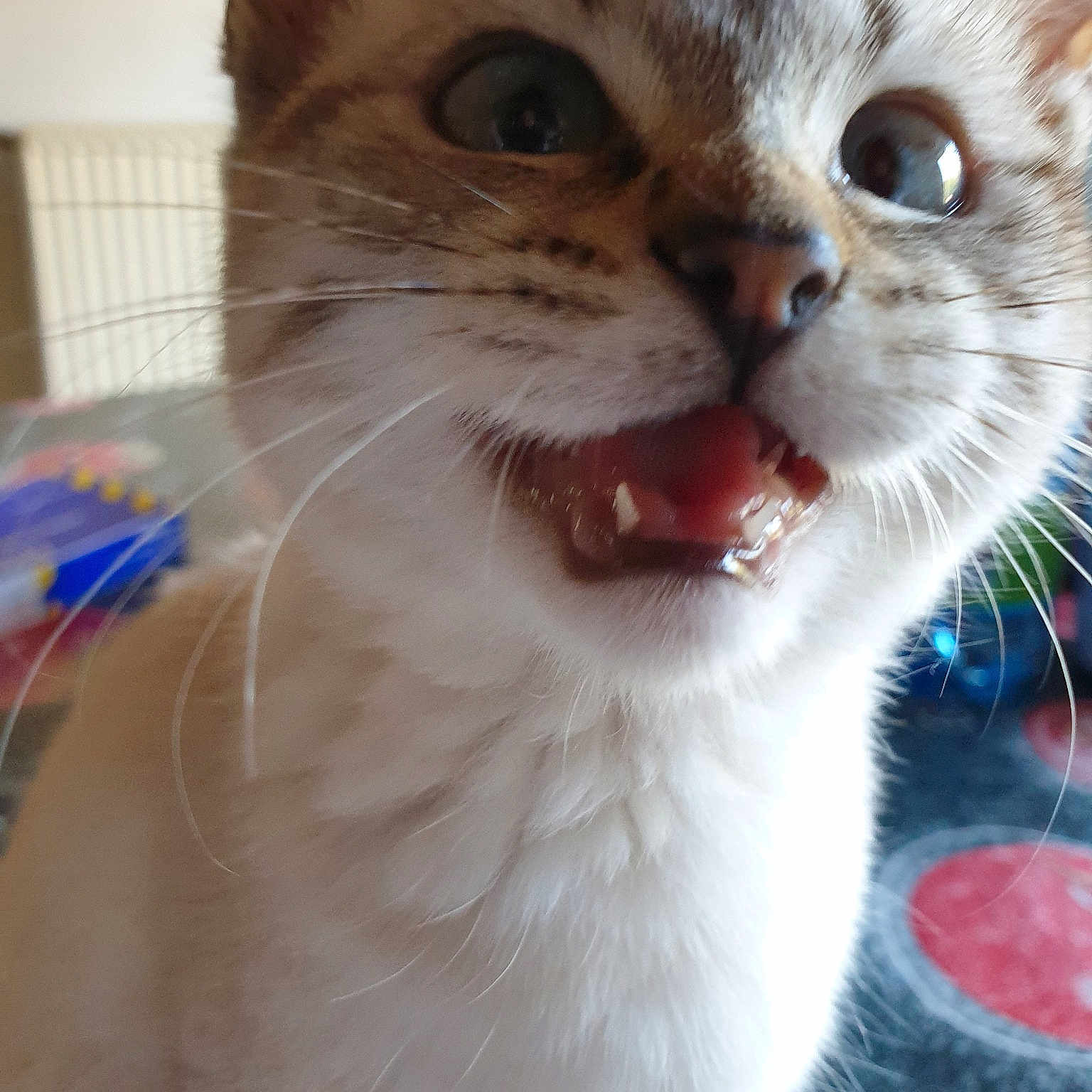 Nana Dit La Blonde a rejoint le concours — aidez-le/la à gagner de superbes lots ! aegean_cat, cat, cat_like_mammal, domestic_short_haired_cat, eye, fur, kitten, nose, organ, ragdoll, skin, small_to_medium_sized_cats, snout, whiskers