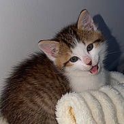 Baki participe au concours pour gagner de l'argent avec cette photo : kitten, cat, cute, fluffy, blanket, fur, pet, animal, indoor, young, small, whiskers, face, ears, tongue, cozy, resting, soft, domestic, playful