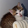 kitten, cat, cute, fluffy, blanket, fur, pet, animal, indoor, young, small, whiskers, face, ears, tongue, cozy, resting, soft, domestic, playful