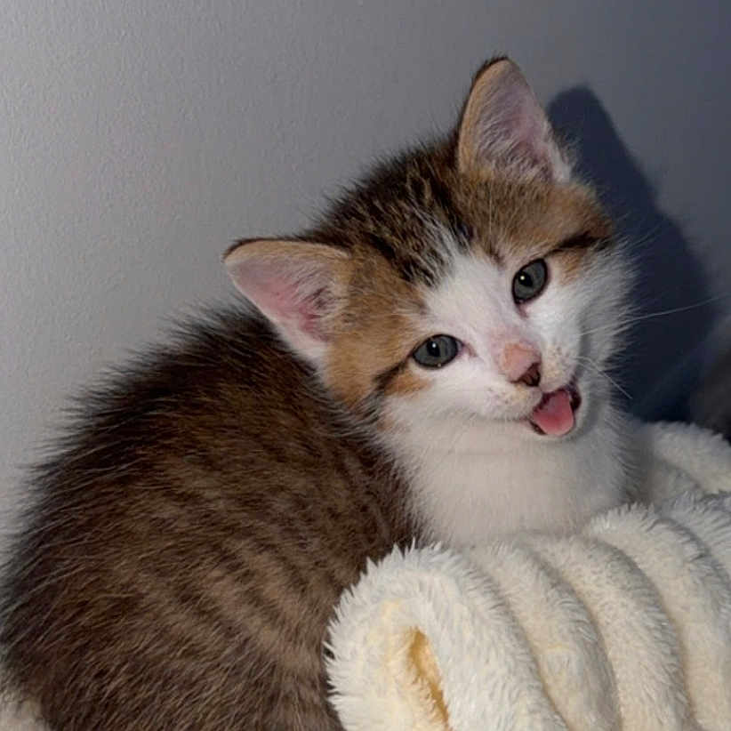 Baki participe au concours pour gagner de l'argent avec cette photo : kitten, cat, cute, fluffy, blanket, fur, pet, animal, indoor, young, small, whiskers, face, ears, tongue, cozy, resting, soft, domestic, playful