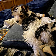 Silver joined the competition — help win amazing prizes! puppy, dog, pet, small_dog, fur, couch, blanket, stuffed_animal, toy, living_room, cozy, close_up, portrait, relaxed, sitting, cupholder, soda_can, pencil, denim, wood_cabinet