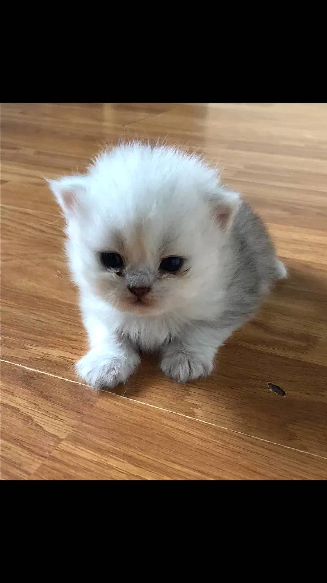 Vanille a rejoint le concours — aidez-le/la à gagner de superbes lots ! birman, carnivore, cat, companion_dog, fawn, felidae, flooring, fur, hardwood, natural_material, paw, persian, small_to_medium_sized_cats, snout, tail, terrestrial_animal, varnish, whiskers, wood, wood_stain