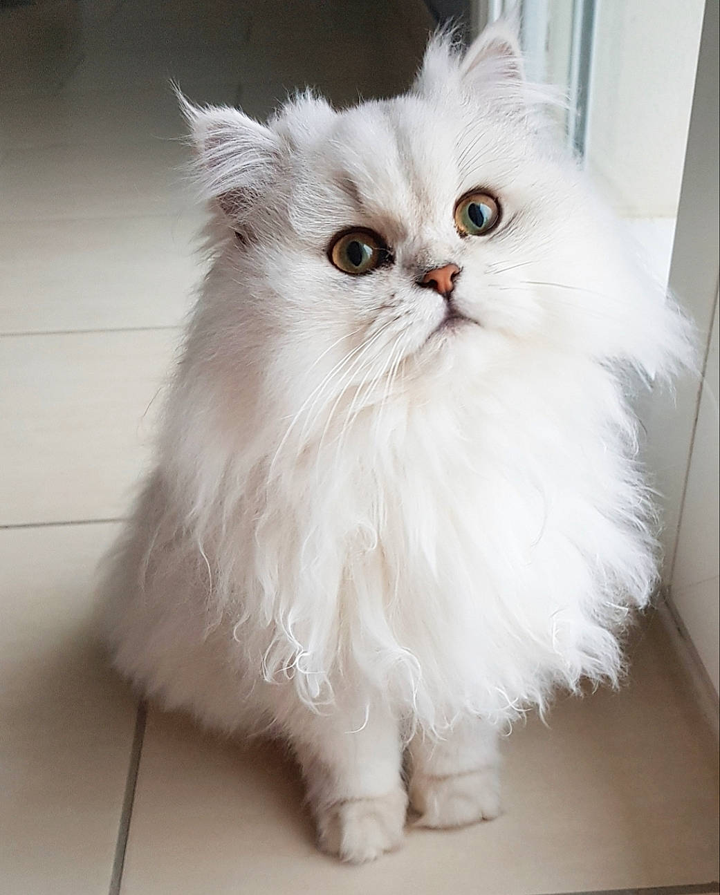 Vanille participe au concours pour gagner de l'argent avec cette photo : british_longhair, carnivore, cat, felidae, fur, persian, small_to_medium_sized_cats, snout, whiskers