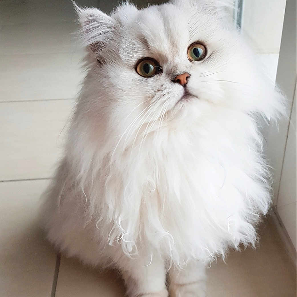 Vanille