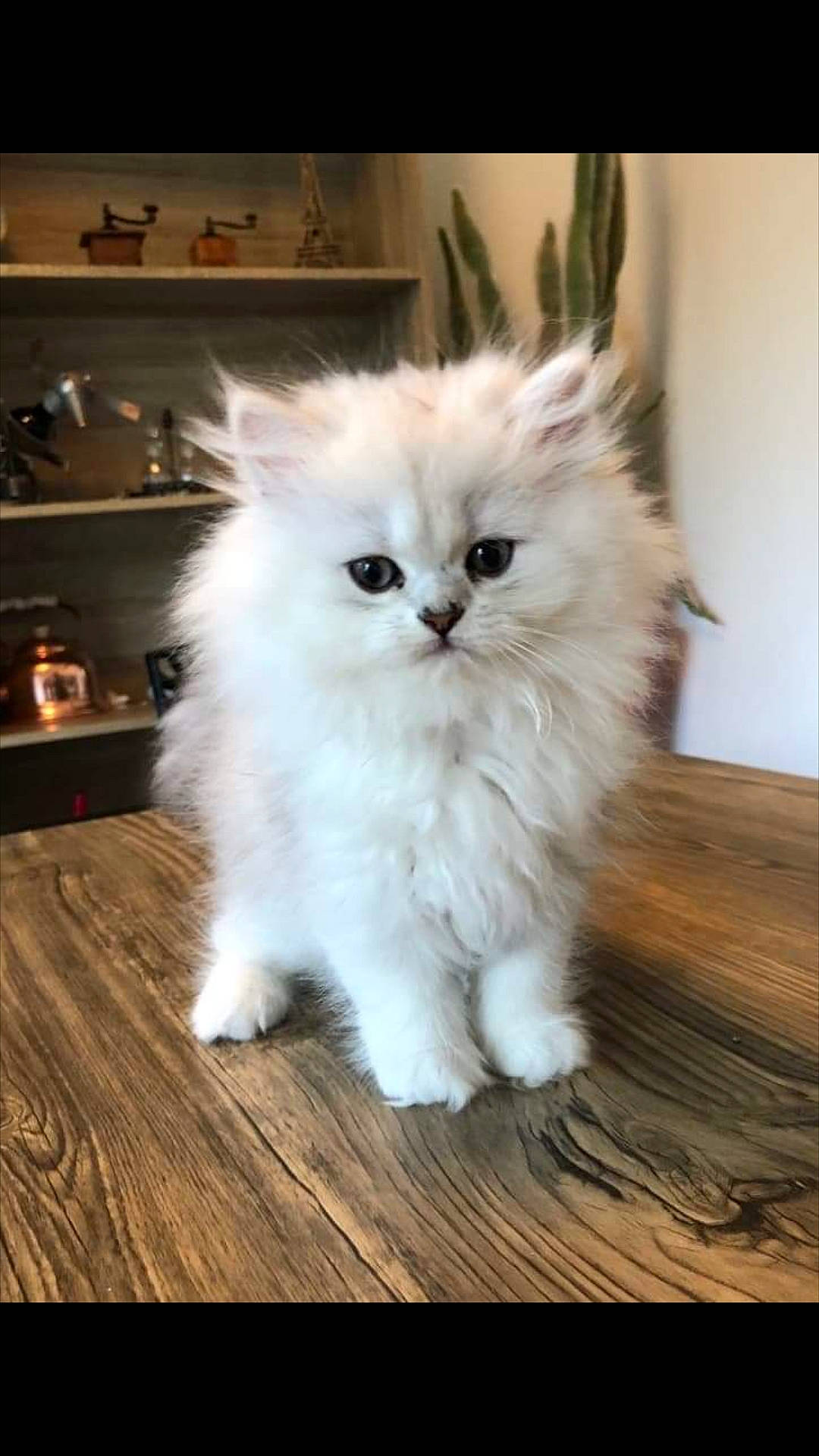 Vanille a rejoint le concours — aidez-le/la à gagner de superbes lots ! british_longhair, carnivore, cat, claw, eye, fawn, felidae, flooring, fur, hardwood, kitchen_appliance, laminate_flooring, paw, persian, small_to_medium_sized_cats, snout, tail, terrestrial_animal, whiskers, wood