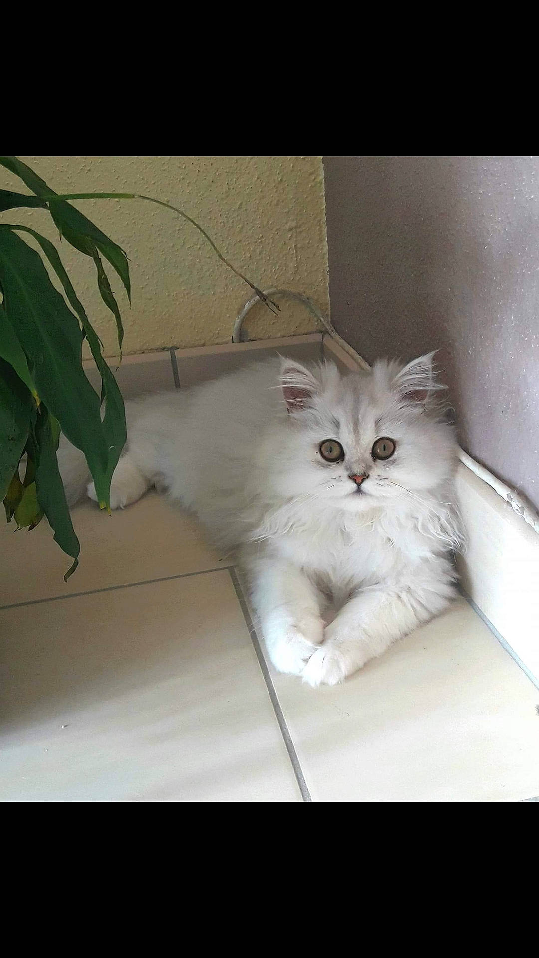 Vanille a rejoint le concours — aidez-le/la à gagner de superbes lots ! box, carnivore, cat, comfort, felidae, fur, houseplant, natural_material, paw, plant, small_to_medium_sized_cats, snout, tail, terrestrial_animal, whiskers