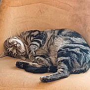 Rockie participe au concours pour gagner de l'argent avec cette photo : cat, tabby_cat, striped, feline, pet, relaxed, lying_down, couch, furniture, indoor, whiskers, sleepy, cute, domestic_animal, animal, resting, soft_fabric, cozy, comfortable, peaceful