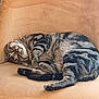 cat, tabby_cat, striped, feline, pet, relaxed, lying_down, couch, furniture, indoor, whiskers, sleepy, cute, domestic_animal, animal, resting, soft_fabric, cozy, comfortable, peaceful