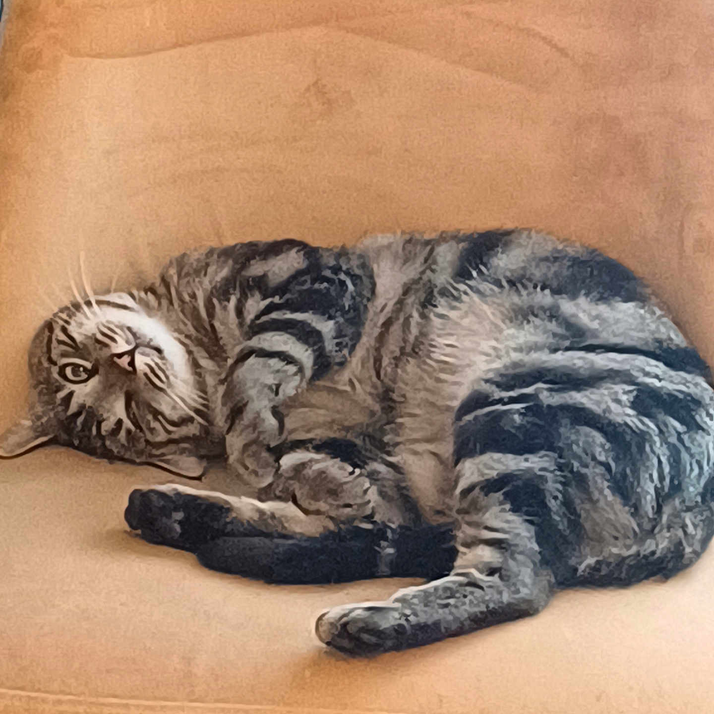 Rockie participe au concours pour gagner de l'argent avec cette photo : animal, cat, comfortable, couch, cozy, cute, domestic_animal, feline, furniture, indoor, lying_down, peaceful, pet, relaxed, resting, sleepy, soft_fabric, striped, tabby_cat, whiskers