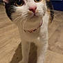 Mystike participe au concours pour gagner de l'argent avec cette photo : calico_cat, cat, close_up, collar, curious, domestic, ears, feline, floor, indoor, large_eyes, paws, pet, pink_nose, portrait, shadow, toy, wall, whiskers, wooden_floor