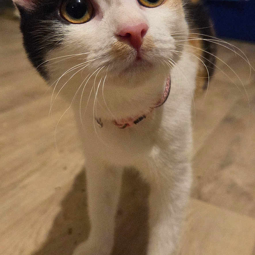 Mystike participe au concours pour gagner de l'argent avec cette photo : calico_cat, cat, close_up, collar, curious, domestic, ears, feline, floor, indoor, large_eyes, paws, pet, pink_nose, portrait, shadow, toy, wall, whiskers, wooden_floor