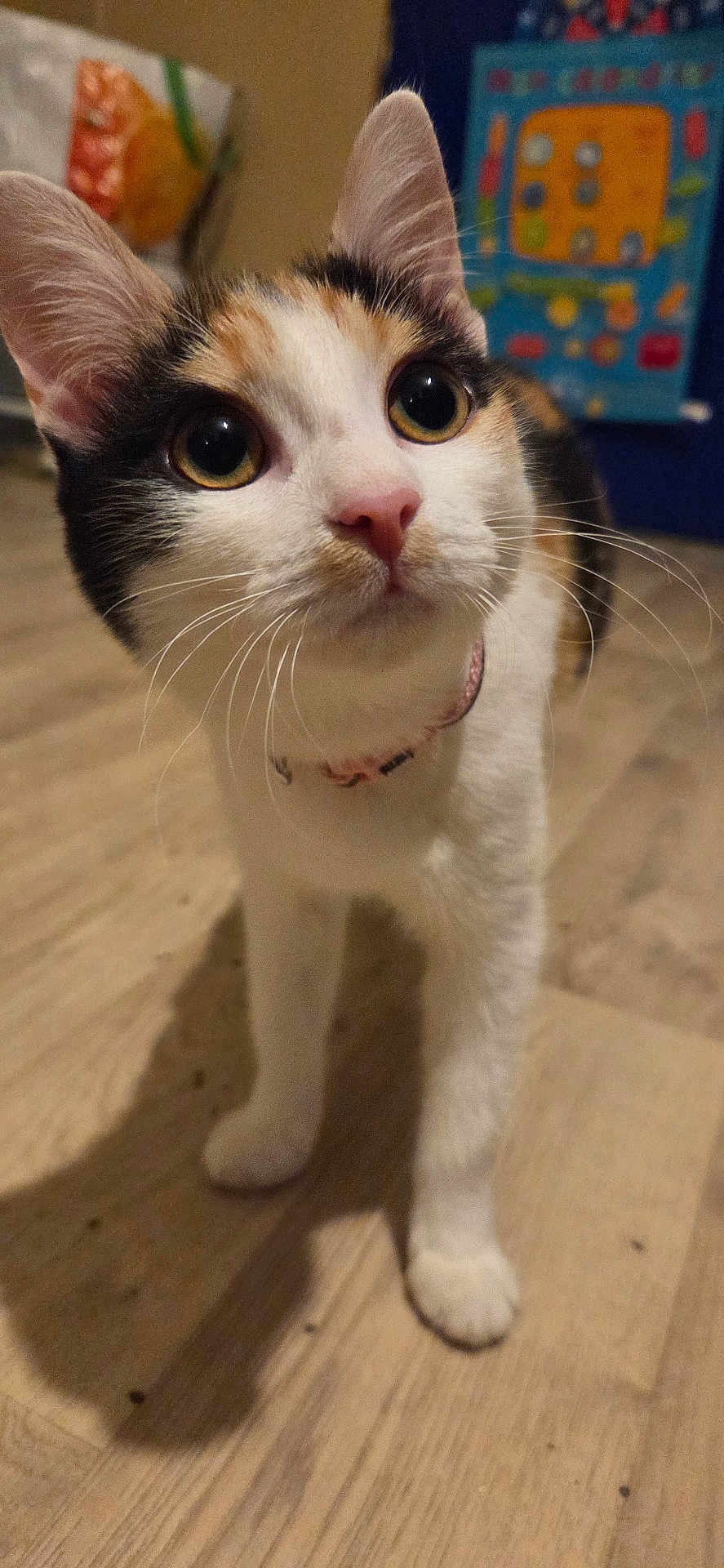 Mystike participe au concours pour gagner de l'argent avec cette photo : calico_cat, cat, close_up, collar, curious, domestic, ears, feline, floor, indoor, large_eyes, paws, pet, pink_nose, portrait, shadow, toy, wall, whiskers, wooden_floor