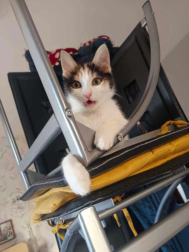 Mystike participe au concours pour gagner de l'argent avec cette photo : kitten, cat, chair, metal, cushion, yellow, indoor, pet, curious, playful, furniture, home, animal, whiskers, paw, ears, eyes, expression, upside_down, domestic