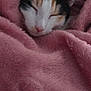 Mystike a rejoint le concours — aidez-le/la à gagner de superbes lots ! cat, calico_cat, sleeping, blanket, pink, cozy, fur, pet, nap, rest, soft_texture, close_up, indoor, cute, animal, whiskers, ears, relaxation, comfort, warmth