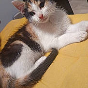 Mystike participe au concours pour gagner de l'argent avec cette photo : cat, kitten, calico, yellow_cushion, indoor, pet, fur, whiskers, ears, tail, relaxed, cute, animal, domestic, lying_down, close_up, curious, small, young, cozy