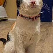 Mystike participe au concours pour gagner de l'argent avec cette photo : calico, cat, collar, curious, domestic_animal, door, ears, flooring, front_legs, fur, home, indoor, paws, pet, pink_nose, portrait, sitting, whiskers, wide_eyes, wood_floor
