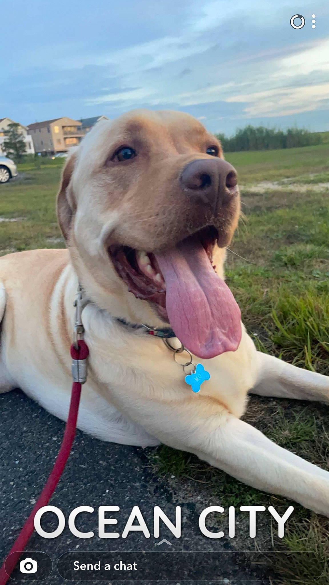 Mo joined the competition — help win amazing prizes! carnivore, cloud, collar, companion_dog, dog, dog_breed, dog_collar, fawn, grass, happy, leash, pet_supply, plant, retriever, sky, smile, snout, tire, wheel, whiskers