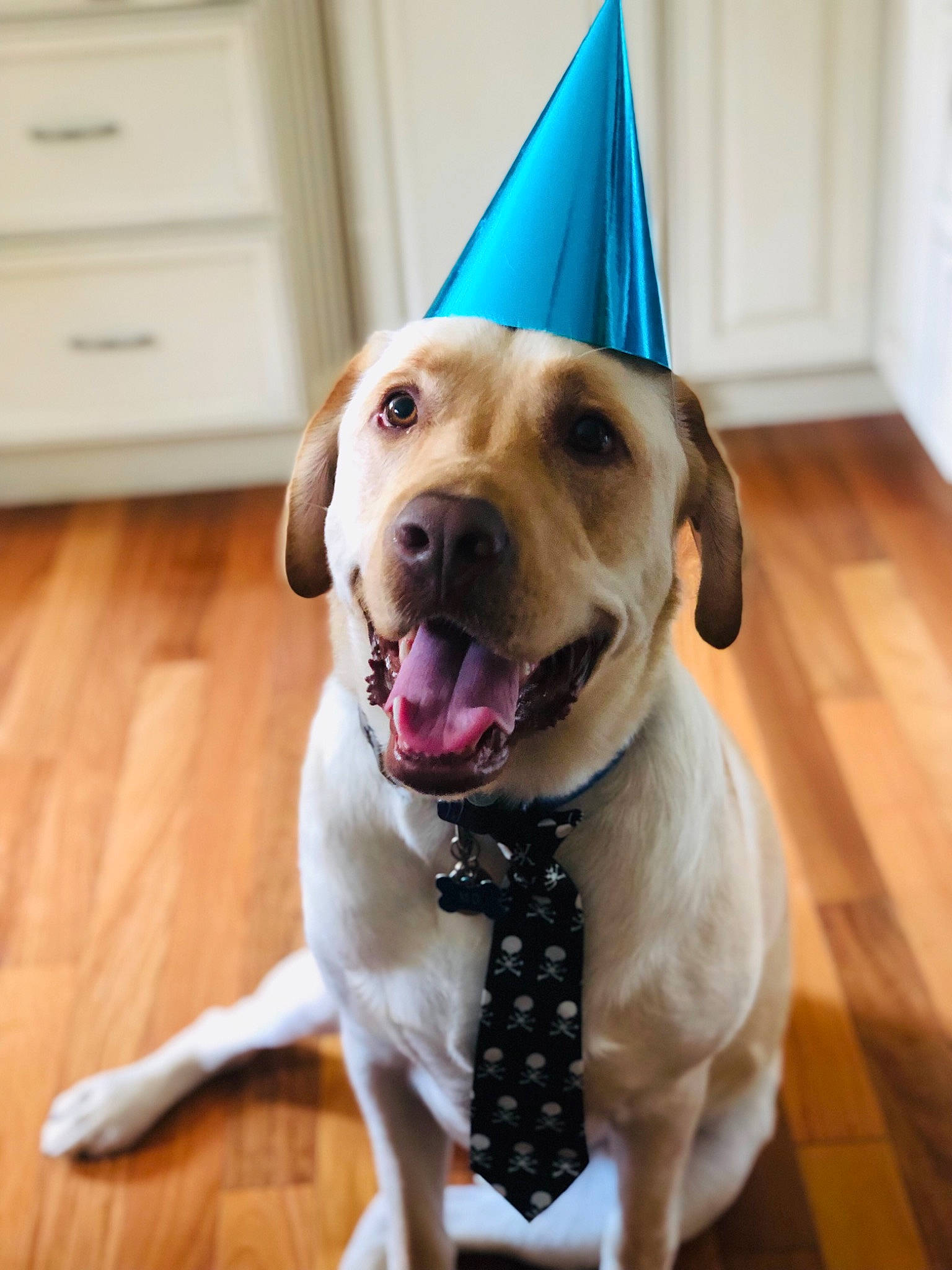 Mo is registered to the contest to win money with this photo: cabinetry, cap, carnivore, collar, companion_dog, costume_hat, dog, dog_breed, dog_clothes, dog_collar, dog_supply, fawn, happy, leash, party_hat, pet_supply, smile, snout, wood, working_animal