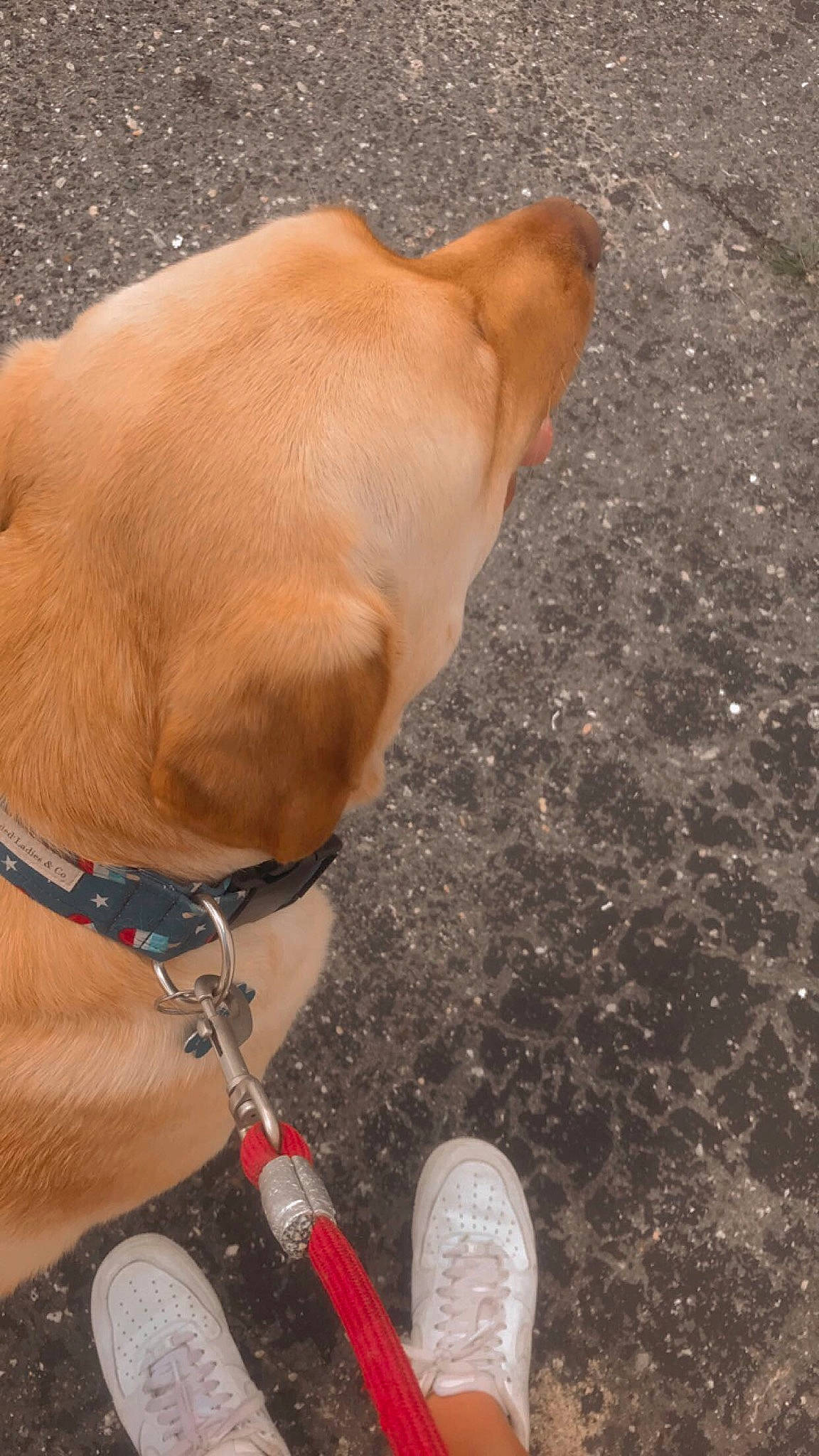 Mo is registered to the contest to win money with this photo: carmine, carnivore, collar, companion_dog, dog, dog_breed, dog_collar, dog_supply, fashion_accessory, fawn, leash, liver, pet_supply, snout, soil, sporting_group, tail, walking_shoe, whiskers, working_animal