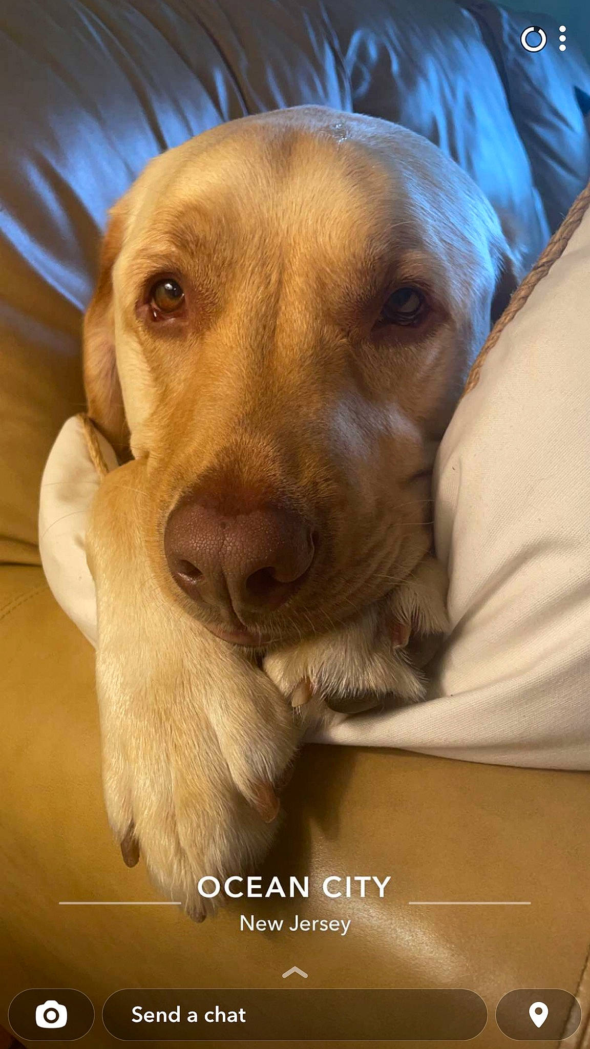 Mo is registered to the contest to win money with this photo: carnivore, companion_dog, dog, dog_breed, ear, fawn, fur, gun_dog, hound, liver, paw, plant, pointing_breed, puppy_love, retriever, selfie, snout, whiskers, working_animal, wrinkle