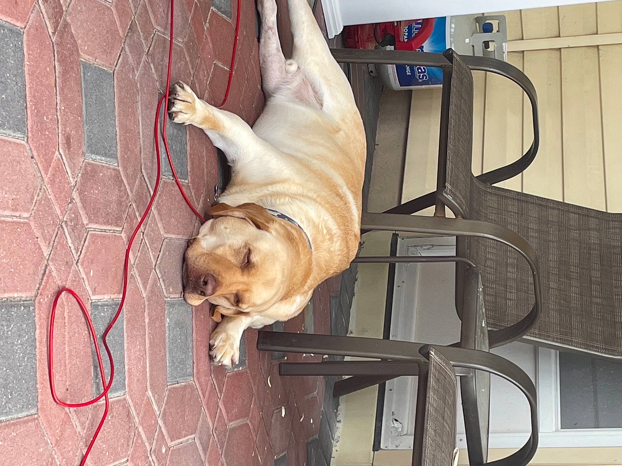 Mo is registered to the contest to win money with this photo: canidae, carnivore, collar, comfort, companion_dog, dog, dog_breed, dog_supply, fawn, felidae, flooring, hardwood, pet_supply, snout, sporting_group, tail, toy_dog, window, wood, working_animal