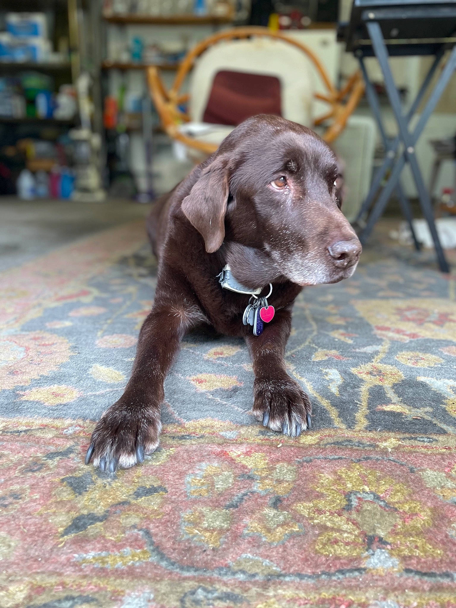 Spinner joined the competition — help win amazing prizes! canidae, carnivore, chair, collar, companion_dog, dog, dog_breed, dog_collar, flooring, fur, guard_dog, gun_dog, leash, liver, pet_supply, snout, sporting_group, wood, working_animal, working_dog