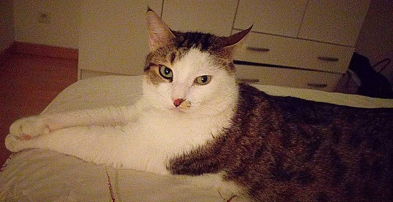 Swing a rejoint le concours — aidez-le/la à gagner de superbes lots ! aegean_cat, american_wirehair, carnivore, cat, domestic_short_haired_cat, european_shorthair, eye, felidae, fur, kitten, mammal, ojos_azules, small_to_medium_sized_cats, tabby_cat, tail, turkish_van, whiskers