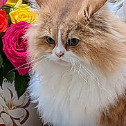 Bali a rejoint le concours — aidez-le/la à gagner de superbes lots ! animal, bouquet, cat, close_up, colorful, cute, domestic_animal, feline, flower, fluffy, indoor, leaf, long_hair, nature, pet, plant, portrait, rose, soft, whiskers