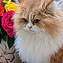 animal, bouquet, cat, close_up, colorful, cute, domestic_animal, feline, flower, fluffy, indoor, leaf, long_hair, nature, pet, plant, portrait, rose, soft, whiskers