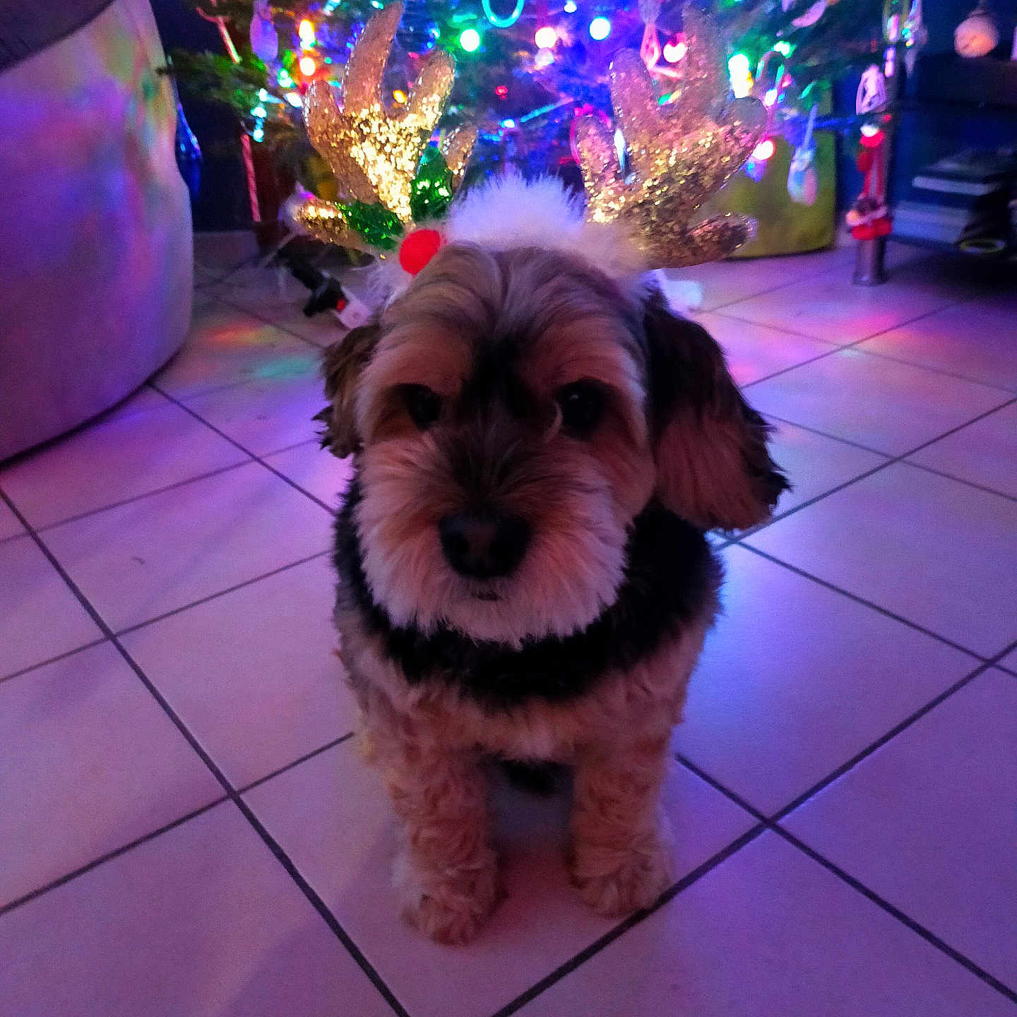 Marley
