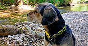 Marley participe au concours pour gagner de l'argent avec cette photo : dog, collar, batman_logo, rocks, river, water, trees, greenery, nature, outdoor, sunlight, pet, canine, animal, sitting, side_view, forest, peaceful, scenic, daylight