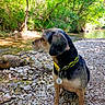 dog, collar, batman_logo, rocks, river, water, trees, greenery, nature, outdoor, sunlight, pet, canine, animal, sitting, side_view, forest, peaceful, scenic, daylight