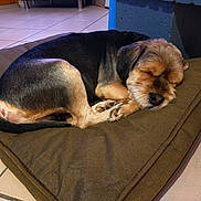 Marley participe au concours pour gagner de l'argent avec cette photo : dog, sleeping, pet_bed, brown, curled_up, indoor, floor, tile, cozy, resting, fur, paw, nose, ears, quiet, relaxed, domestic, animal, cute, peaceful