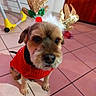 Marley a rejoint le concours — aidez-le/la à gagner de superbes lots ! dog, small_dog, reindeer_ears, red_sweater, tile_floor, indoor, cute, pet, holiday_costume, christmas, festive, brown_dog, decor, wooden_door, chair, yellow, floor_tiles, animal, looking_up, costume