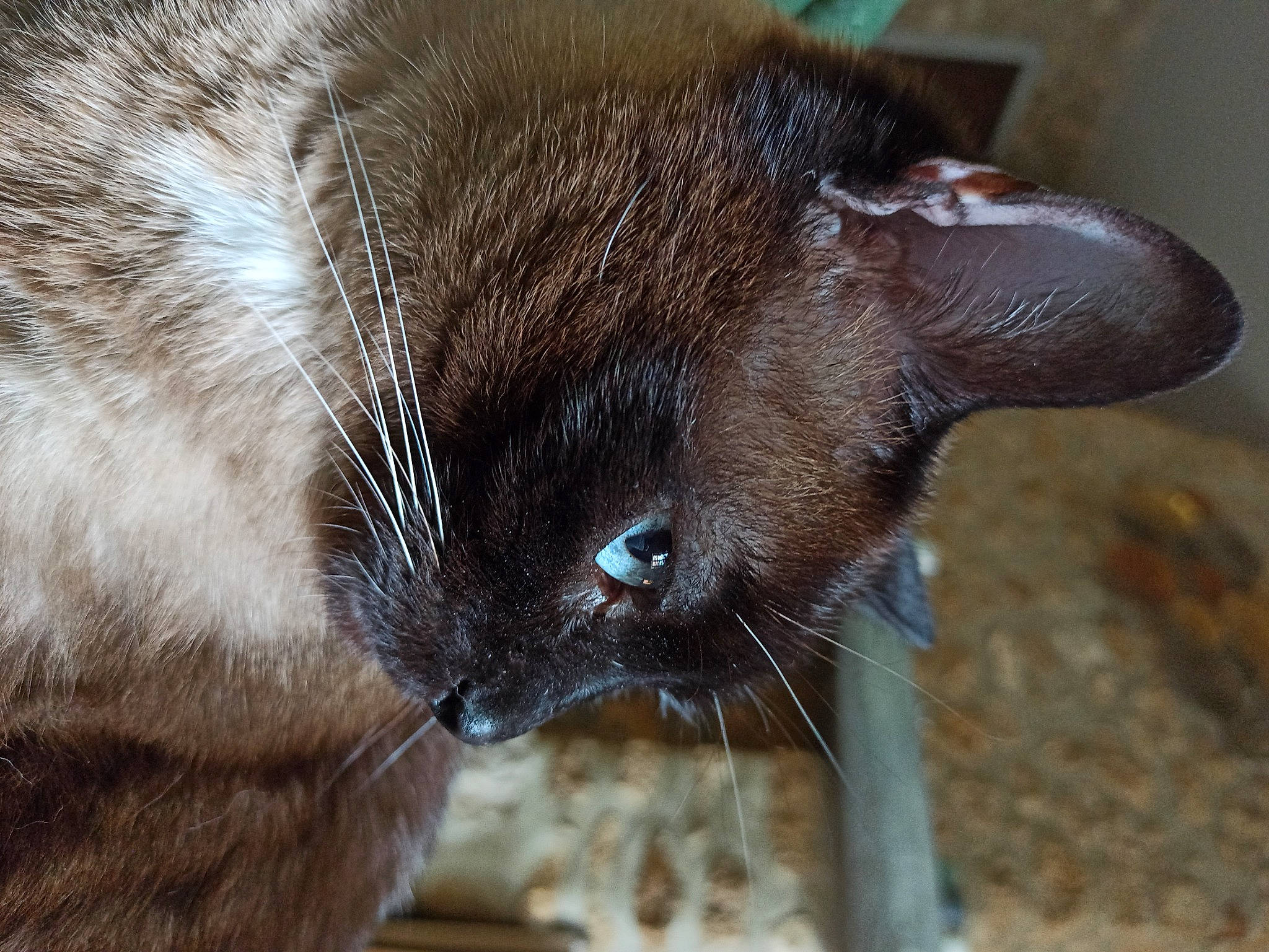 Sweeny participe au concours pour gagner de l'argent avec cette photo : balance, carnivore, cat, claw, close_up, domestic_short_haired_cat, eye, felidae, fur, liver, paw, small_to_medium_sized_cats, terrestrial_animal, whiskers, wildlife