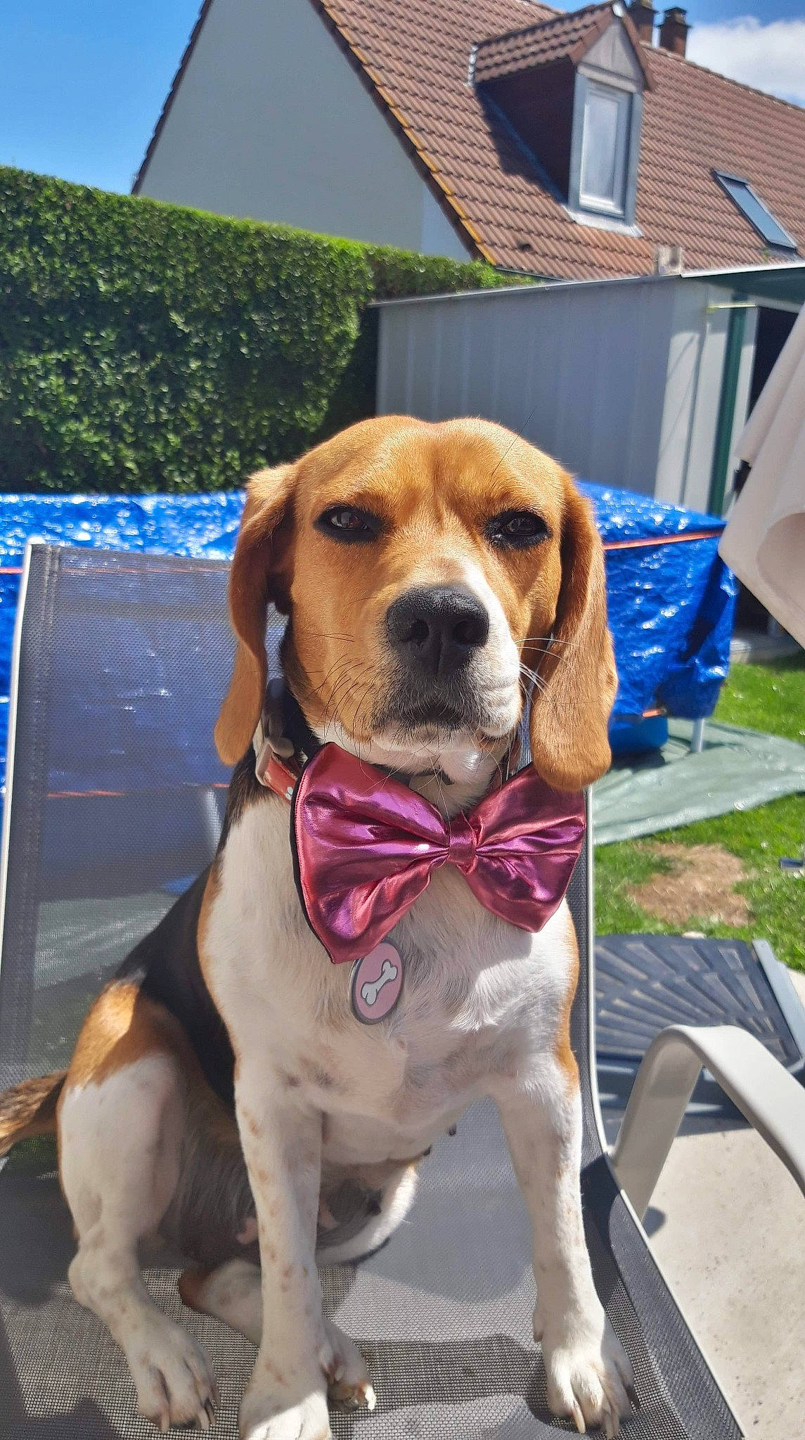 Oraya participe au concours pour gagner de l'argent avec cette photo : blue, canidae, carnivore, chair, collar, companion_dog, dog, dog_breed, dog_collar, dog_supply, fawn, hound, leash, liver, outdoor_furniture, pet_supply, plant, snout, sporting_group, working_animal