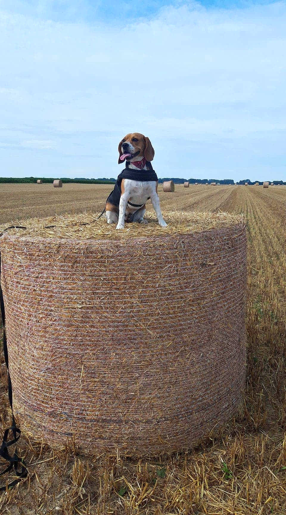 Oraya a rejoint le concours — aidez-le/la à gagner de superbes lots ! agriculture, basket, cloud, crop, event, farmworker, field, grass, grassland, hat, hay, landscape, people_in_nature, plantation, prairie, sky, soil, steppe, straw, wood