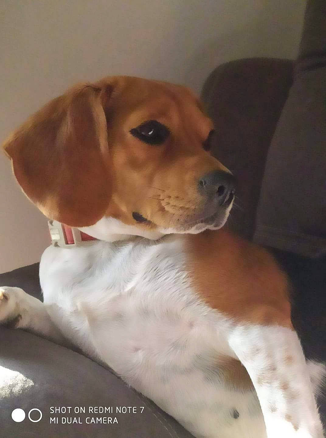 Oraya participe au concours pour gagner de l'argent avec cette photo : beagle, canidae, carnivore, comfort, companion_dog, dog, dog_breed, ear, fawn, hound, hunting_dog, liver, non_sporting_group, paw, scent_hound, snout, sporting_group, tail, whiskers, working_animal