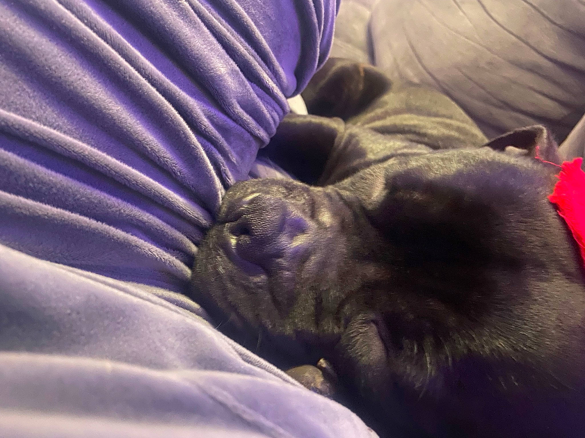 Rambo participe au concours pour gagner de l'argent avec cette photo : blanket, carnivore, comfort, companion_dog, dog, dog_breed, electric_blue, felidae, fur, grey, human_leg, linens, magenta, mammal, nap, purple, sporting_group, tints_and_shades, whiskers, working_animal