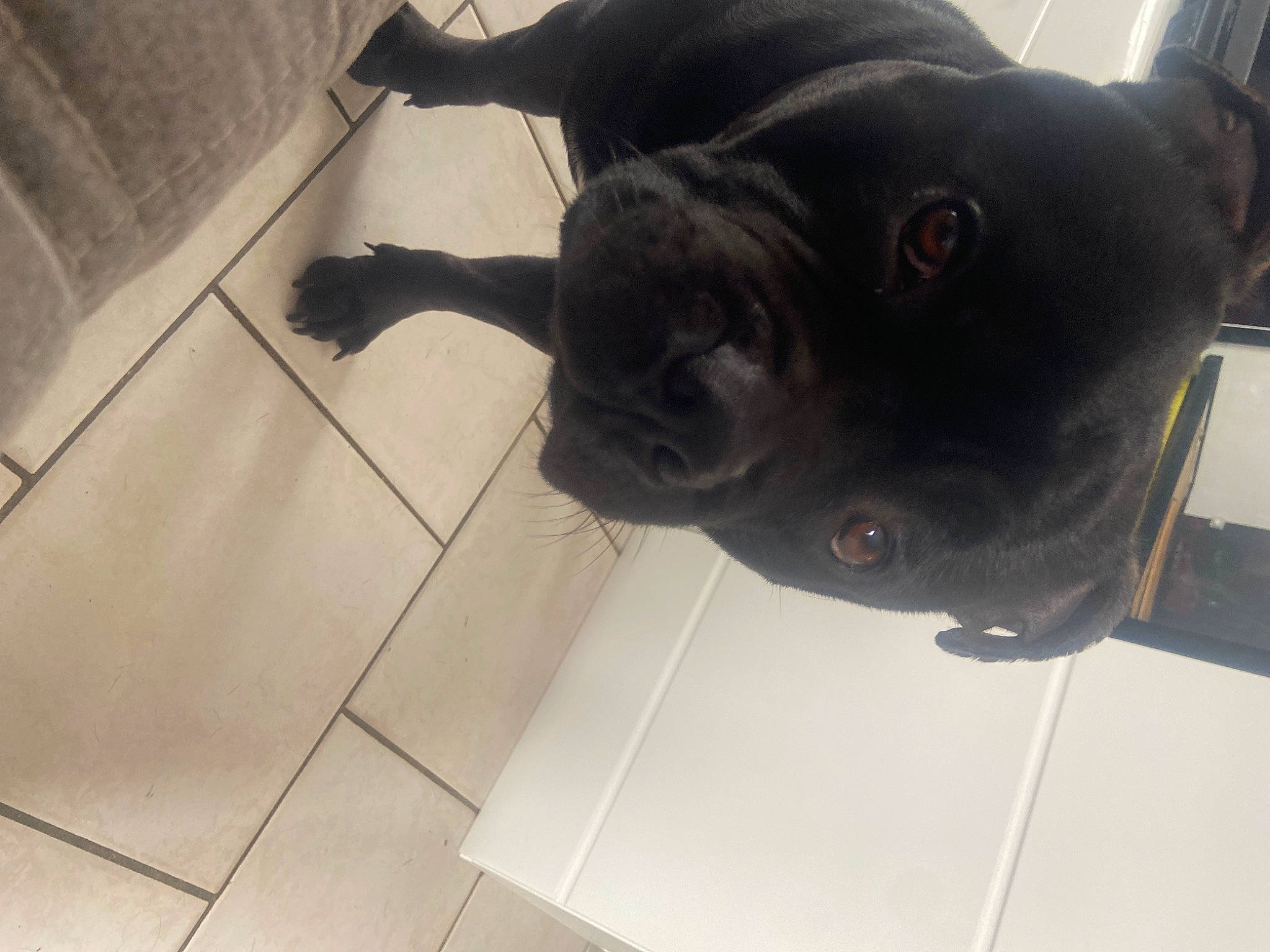 Rambo participe au concours pour gagner de l'argent avec cette photo : canidae, carnivore, companion_dog, dog, dog_breed, fawn, felidae, floor, flooring, fur, hardwood, small_to_medium_sized_cats, snout, sporting_group, tail, terrestrial_animal, tile_flooring, whiskers, wood, working_animal