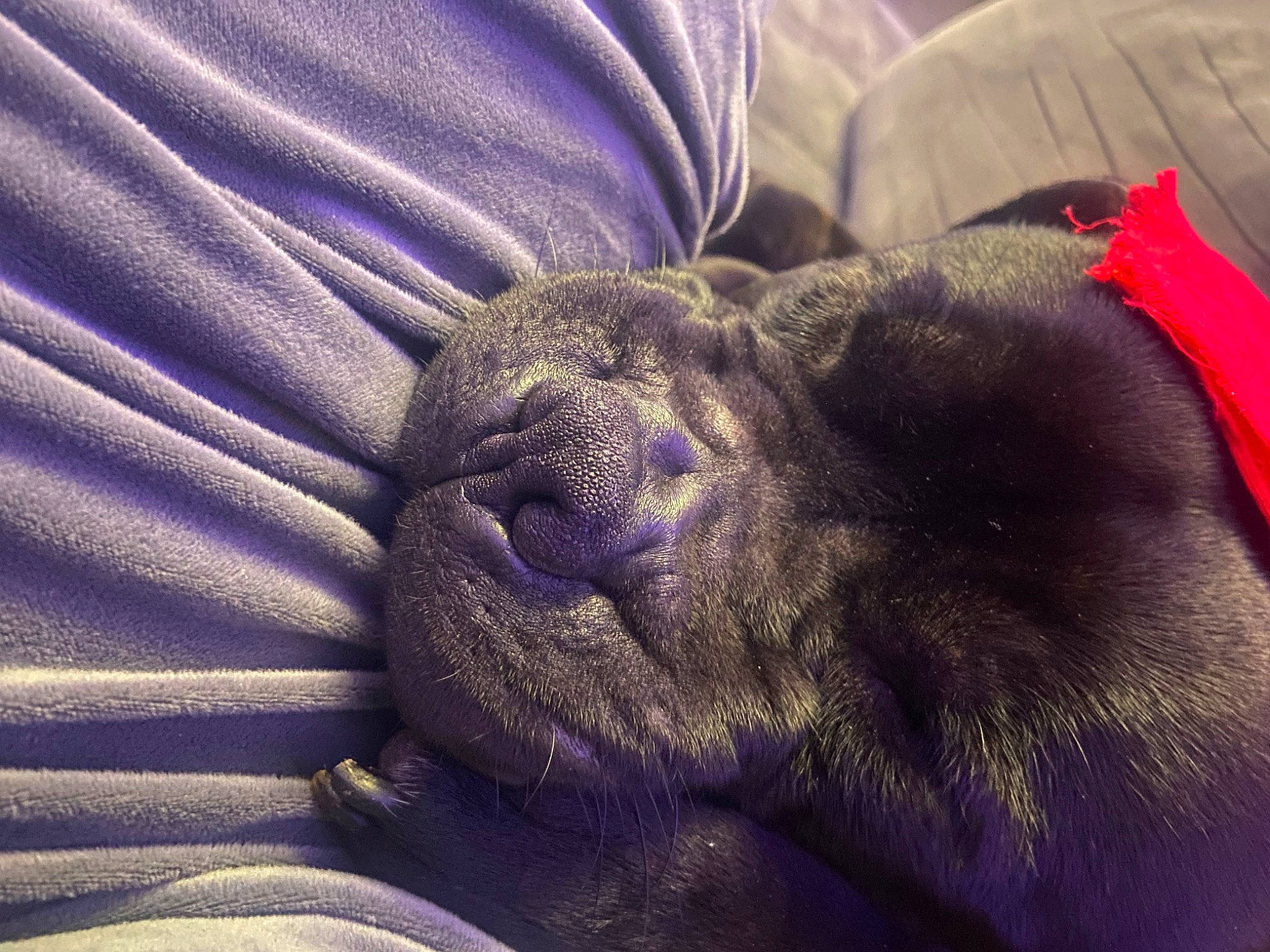 Rambo participe au concours pour gagner de l'argent avec cette photo : canidae, carnivore, cloud, comfort, companion_dog, dog, dog_breed, electric_blue, fawn, fur, grey, human_leg, magenta, nap, snout, sporting_group, terrestrial_animal, whiskers, working_animal, wrinkle